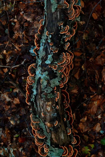 Eine Vertikale Nahaufnahme Von Trametes Versicolor Polypore Pilzen Die Auf — Stockfoto