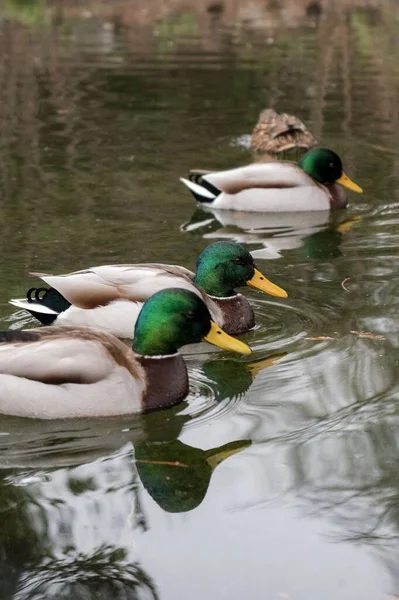 Vertical Closeup Beautiful Young Mallard Ducks Green Heads Swimming Lake — Stock Photo, Image