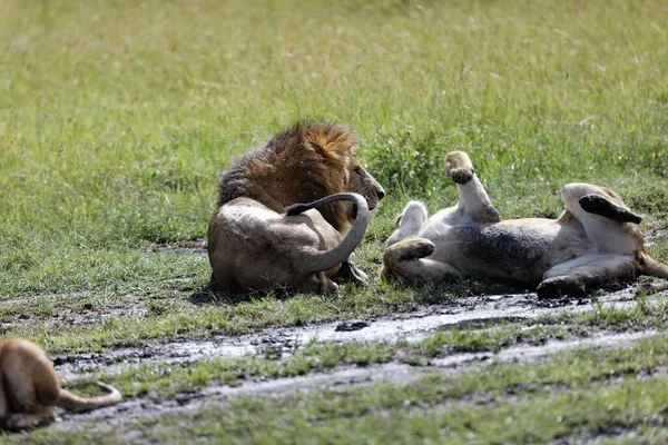 Μια Λέαινα Τσακώνεται Αρσενικό Λιοντάρι Ενώ Αναπαύεται Στο Γρασίδι Του — Φωτογραφία Αρχείου