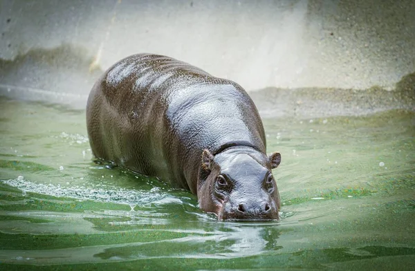 Gros Plan Hippopotame Entrant Dans Étang Dans Zoo — Photo
