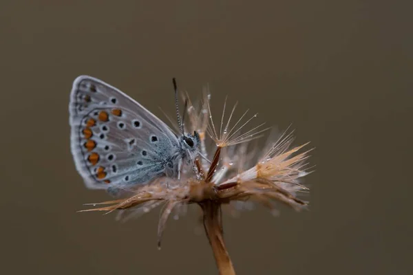 蒲公英上挂着一只镶满银粉的蓝色蝴蝶的宏观照片 — 图库照片