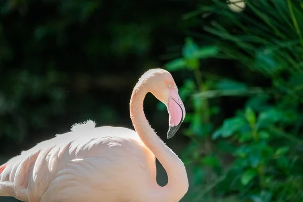 Eine Auswahl Von Flamingos Einem Park — Stockfoto