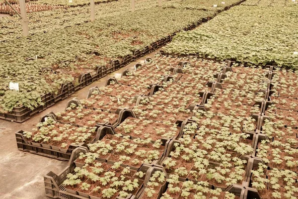 温室内の野菜苗のクローズアップショット — ストック写真