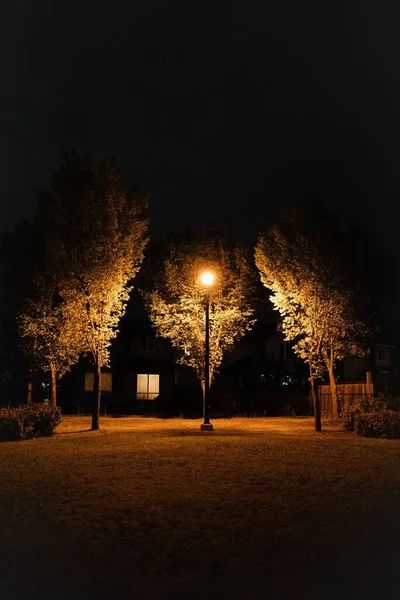 Uma Visão Noturna Árvores Com Iluminação Lâmpada Rua Jardim — Fotografia de Stock