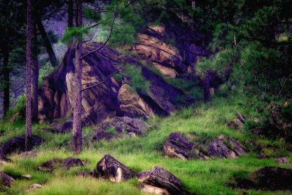 Pedras Rochosas Rochas Grama Gramado Verde Com Plantas Floresta — Fotografia de Stock