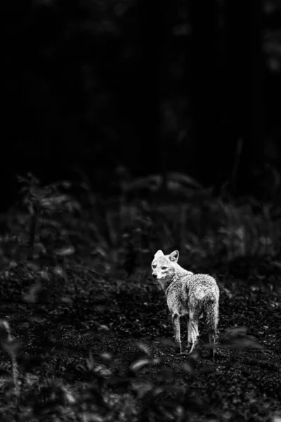 Vertical Grayscale Common Jackal Canis Aureus — Stock Photo, Image