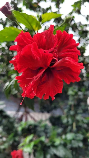 Ένα Κάθετο Πλάνο Ενός Ανθισμένου Κόκκινου Λουλουδιού — Φωτογραφία Αρχείου