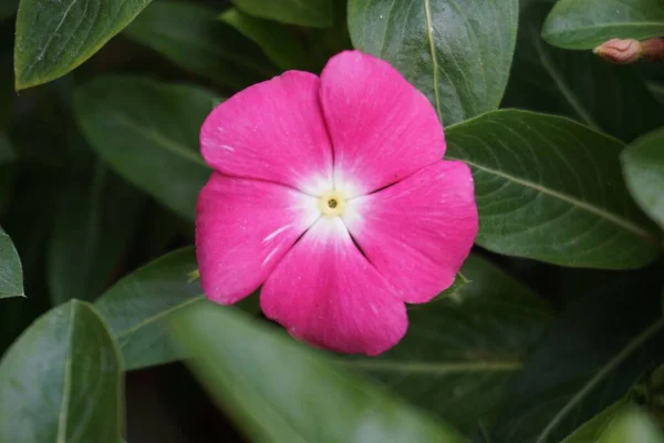 Красивый Вид Розовый Чудо Цветок Саду — стоковое фото