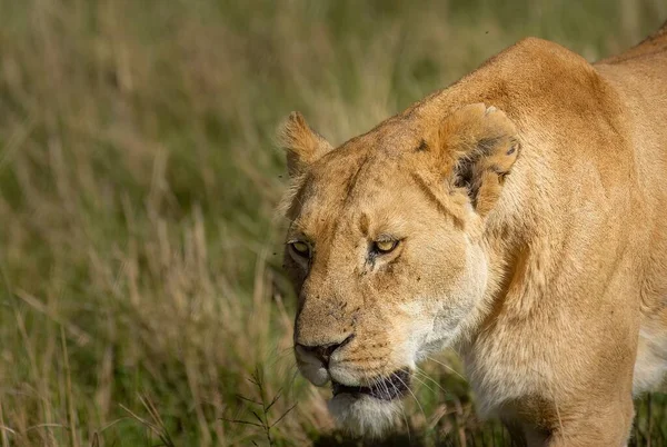 Closeup Shot Beautiful Lioness Field Grovnor Camp Maria Mara Kenya — Stock Photo, Image