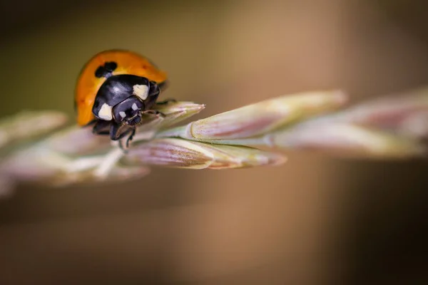 Sebuah Closeup Dari Ladybug Bertengger Pada Tanaman — Stok Foto