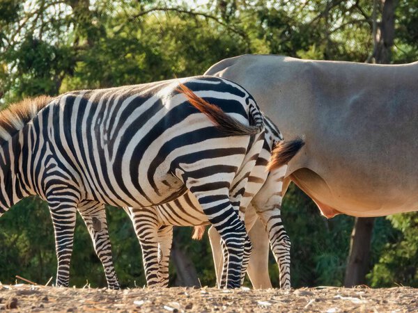 A closeup view of a zebra and common eland butts