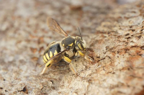 Макроснимок Европейской Шерстяной Пчелы Сидящей Деревянной Поверхности — стоковое фото