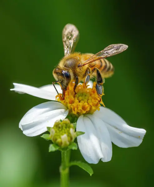 Makroaufnahme Einer Biene Die Pollen Von Einer Blume Sammelt — Stockfoto
