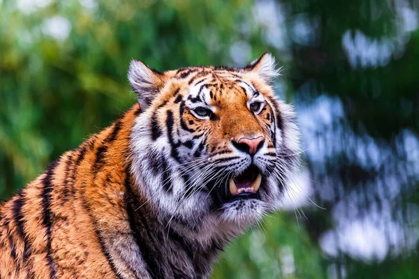 Крупный План Сибирского Тигра Зоопарке Солнечным Светом Размытым Фоном — стоковое фото