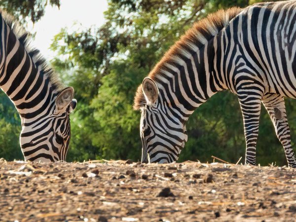 A closeup view of zebras grazing grass