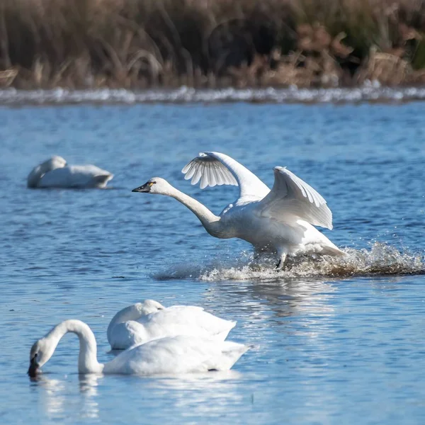 Grupo Cisnes Nadando Sobre Lago — Fotografia de Stock