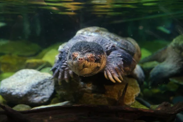 Узкомостовая Мускусная Черепаха Claudius Angustatus Плавающая Водах Аквариума — стоковое фото