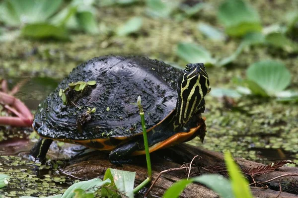 Closeup Small Mud Turtle Mossy Wood Lake — Stock Photo, Image