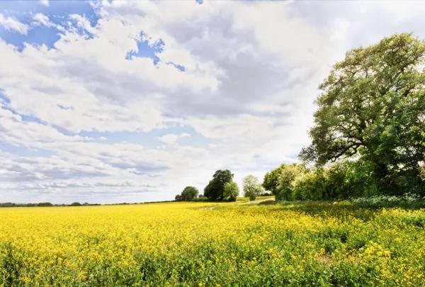 Een Schilderachtig Uitzicht Prachtig Geel Koolzaad Bloemenveld Tegen Een Blauwe — Stockfoto