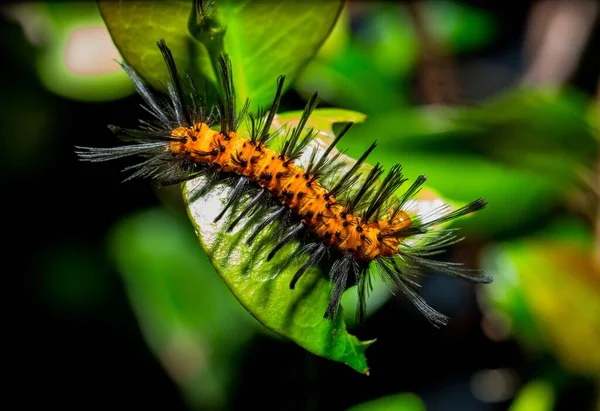緑の葉の上のオレンジ色の毛虫のマクロショット — ストック写真