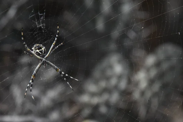 ぼやけた背景を持つフィールド内のウェブ上の銀のアルゴリズムのクモの閉鎖 — ストック写真