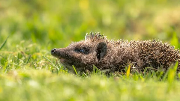 Close Shot Hedgehog Grass — Stock Photo, Image