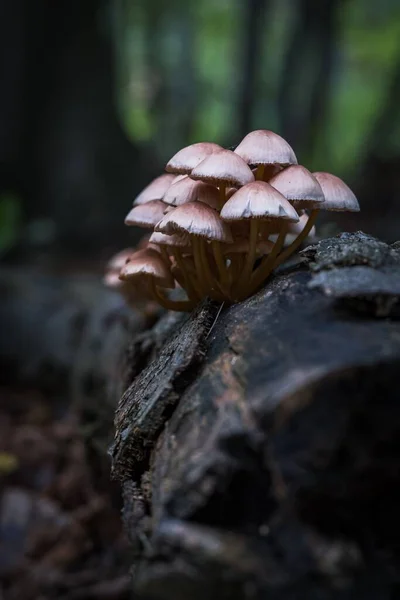 Closeup Mycena Renati Mushrooms Growing Old Wood Forest Rain — Stock Photo, Image