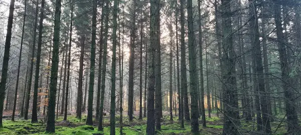 Gün Doğumunda Taze Çimen Olan Ormandaki Uzun Ağaçların Güzel Manzarası — Stok fotoğraf