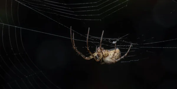 Bulanık Koyu Arkaplanı Olan Bir Örümcek Ağının Yakın Plan Fotoğrafı — Stok fotoğraf