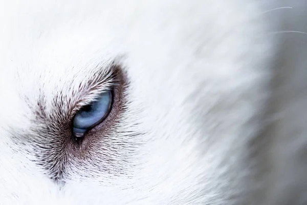 Tiro Close Olho Azul Brilhante Cão Branco — Fotografia de Stock