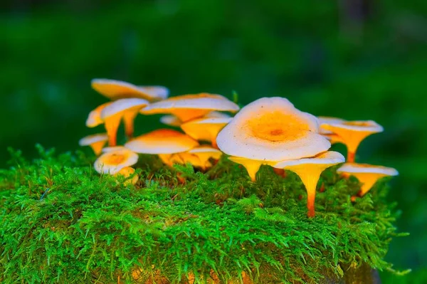 Lovitură Closeup Unei Ciuperci Sălbatice Găsită Crescând Sălbăticie — Fotografie, imagine de stoc