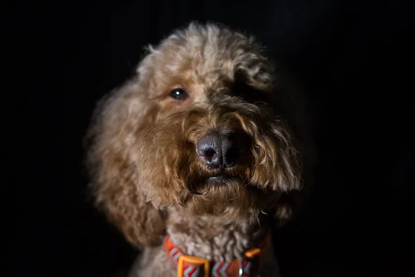 Kabarık Labradoodle Köpeğinin Yakın Plan Portresi Siyah Arka Planda Kameraya — Stok fotoğraf