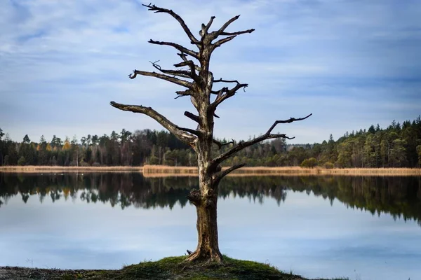 Iffeldorf Bavyera Almanya Yakınlarındaki Büyük Ostersee Kıyısında Ölü Bir Ağaç — Stok fotoğraf