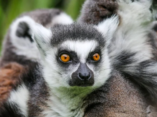 Arka planda diğer lemurlarla birlikte sevimli, tüylü, halka kuyruklu bir lemurun yakın plan fotoğrafı.