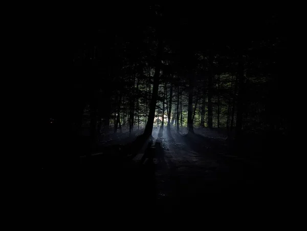 Karanlık Gizemli Bir Ormanda Gün Işığının Manzarası — Stok fotoğraf