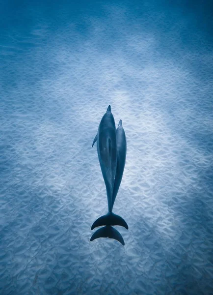 Mavi Denizde Yüzen Bir Yunusun Üst Görüntüsü Mükemmel Bir Duvar — Stok fotoğraf