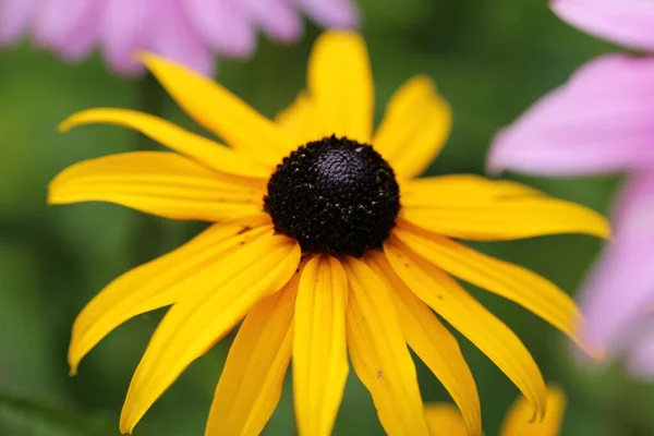 Close Yellow Black Eyed Susan Rudbeckia Hirta Flower Yard — Stock Photo, Image