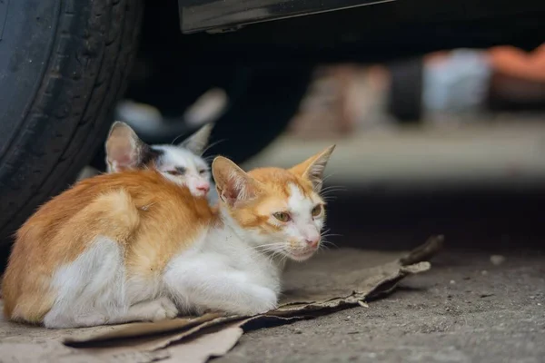 Primer Plano Dos Gatos Callejeros Sentados Juntos Bajo Coche — Foto de Stock