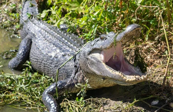 Grande Pericoloso Alligatore Bocca Aperta Nel Brazos Bend State Park — Foto Stock