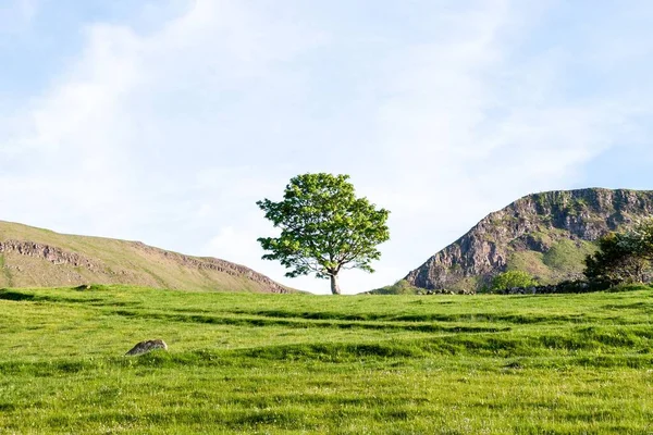 Primer Plano Hermoso Árbol Cerca Las Montañas Irlanda Del Norte — Foto de Stock