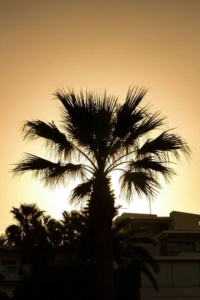 Silhouette Palms Sunset — Stock Photo, Image
