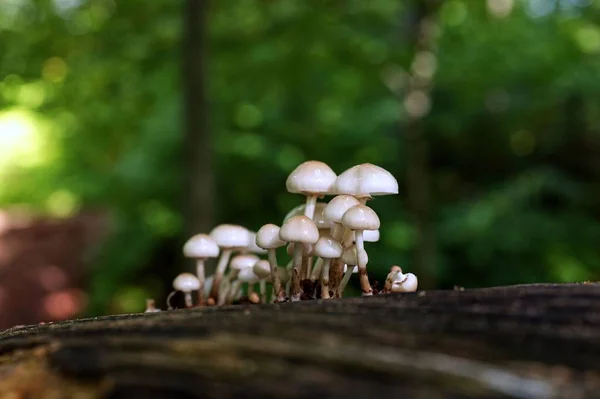 Eine Nahaufnahme Von Pilzen Auf Einem Bemoosten Alten Baumstamm Einem — Stockfoto
