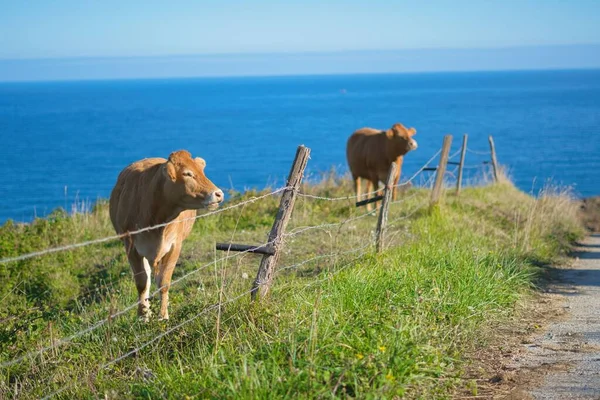 Two brown cows behind the fence on the grass with a seascape view in the background