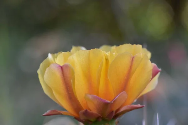 Närbild Kaktus Blomma Ett Fält Solljuset Med Suddig Bakgrund — Stockfoto