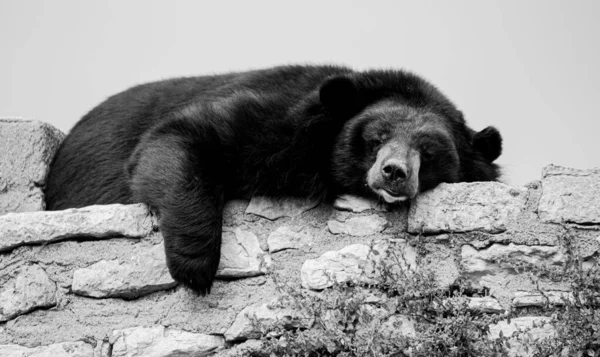 Tiro Tons Cinza Urso Negro Deitado Cima Uma Parede Pedra — Fotografia de Stock