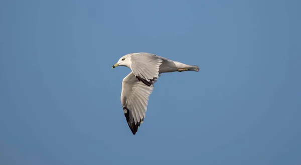 Almindelig Måge Larus Canus Flyver Den Blå Himmel - Stock-foto