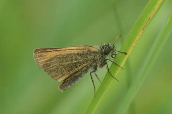 Zbliżenie Essex Skipper Motyl Zielonej Trawie — Zdjęcie stockowe