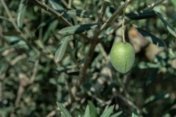 Nærbilde Økologisk Dyrkede Oliven Sevilla Spania – stockfoto