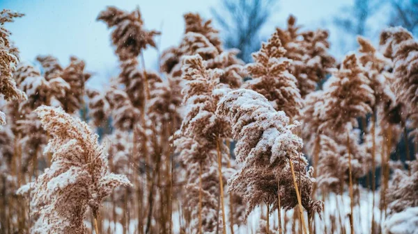 雪覆盖着田野里的芦苇 — 图库照片