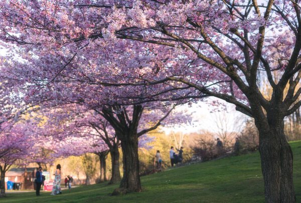 Вид на пейзаж цветущей вишни в Высоком парке. Торонто